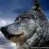 大灰狼的头像
