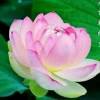 雾★永❆新霞～的头像