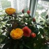 无言的头像