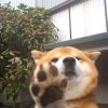 wink的头像