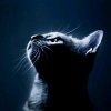 爱笑的猫咪的头像