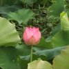 出水芙蓉(友访必回)的头像