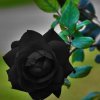 黑玫瑰♬浅笑的头像