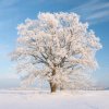 ♪小雪的头像