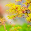 @薰衣草♬的头像