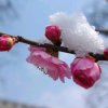 小雪花的头像
