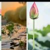 泰韵Niem.tin的头像