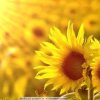 向日葵的微笑的头像