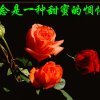 不是你i的头像