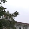 练颤音的头像