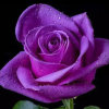 紫色玫瑰的头像