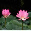 莲花的头像