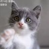 野的似猫的头像