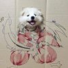 Inuyasha-X的头像
