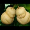 开心果的头像