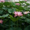健康幸福()的头像