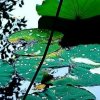 残荷听雨（暂离）的头像