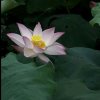 福的头像
