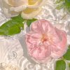 Daisy


</dl>
<dl class=
