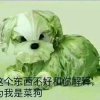 大傻子的头像