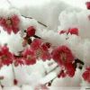 0雪中梅0的头像