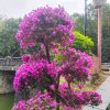 东东《暂停播音》的头像