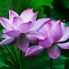 花开花落（潘氏集团）的头像