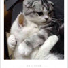 猫娘的头像