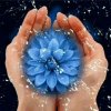♛的头像