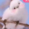 守候的头像