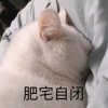 Linoleum的头像