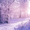飞雪的头像