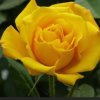 黄玫瑰的头像