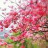 蓝荷的头像