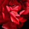 玫瑰的头像