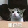 启轩的头像