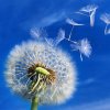 蒲公英的头像
