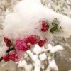  雪海飘香的头像