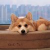 清雅的头像