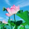 心静友来必回的头像