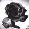 黑玫瑰的头像
