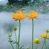 牧羊人的头像