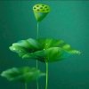 平安是福的头像