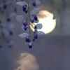 紫藤望月的头像