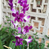 Orchids的头像