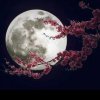 花好月圆的头像
