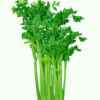 芹菜的头像